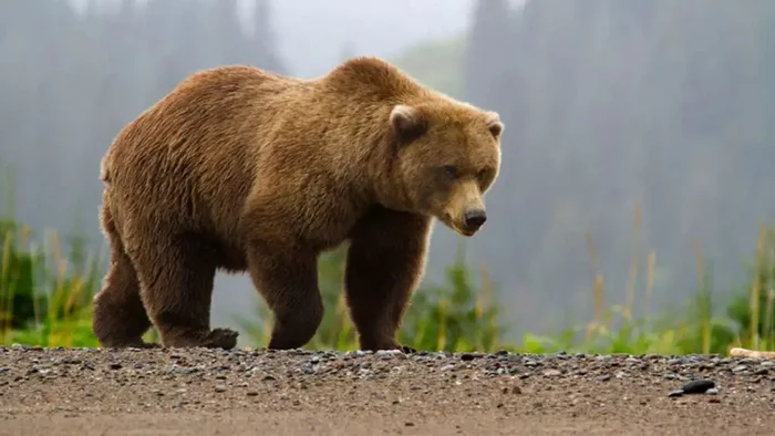 Do not feed and do not take selfies - bears woke up in the mountains of Almaty - The Bears, Predatory animals, Wild animals, Kazakhstan, Hibernation, Spring, National park, The mountains, Brown bears, Video, Youtube, Longpost, 