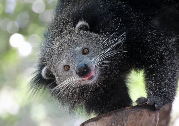 Binturong was born in the American Zoo - , Longpost, The national geographic, Animals, Milota, USA, Montana, Zoo, Birth, Young, Wyvernaceae, Binturong