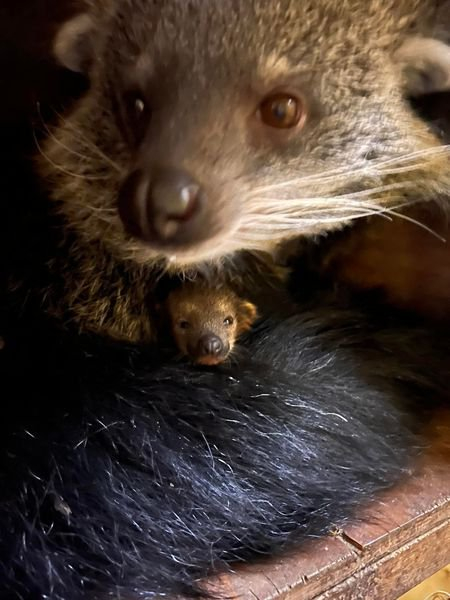 Binturong was born in the American Zoo - Binturong, Wyvernaceae, Young, Birth, Zoo, Montana, USA, Milota, Animals, The national geographic, Longpost, 