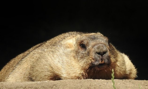 Groundhogs woke up in the Moscow Zoo - Marmots, Awakening, Moscow Zoo, Spring, Milota, Animals, Rodents, The national geographic, Video, Video VK, Longpost, Repeat, 