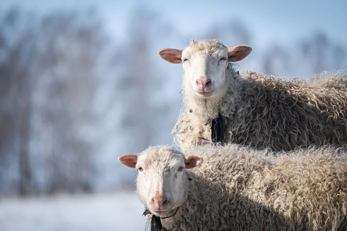 Sheeps - My, The photo, Animals, Sheeps, Village, 