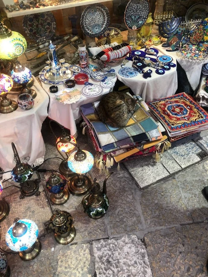 The most valuable thing that can be at the flea market - cat, Striped, Market, Flea market, Desk lamp, Plate, The photo, From the network, 