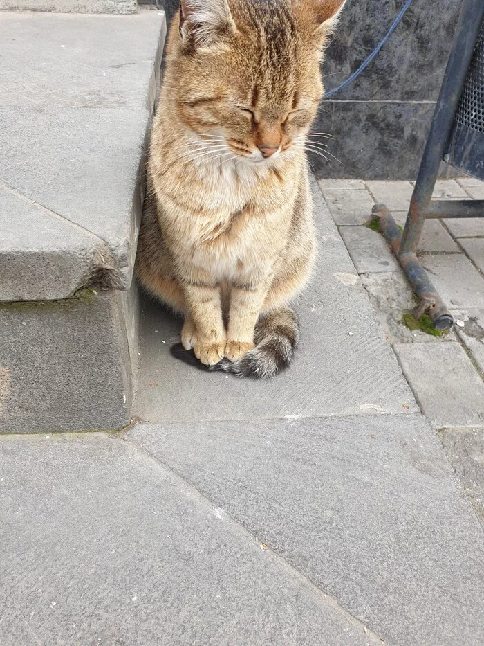 So that the paws do not freeze - My, cat, Paws, Cold, 