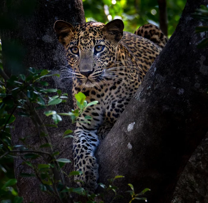 Interest - Leopard, Sri Lanka, Endemic, Big cats, Cat family, Wild animals, Predatory animals, National park, wildlife, The national geographic, beauty of nature, The photo, 