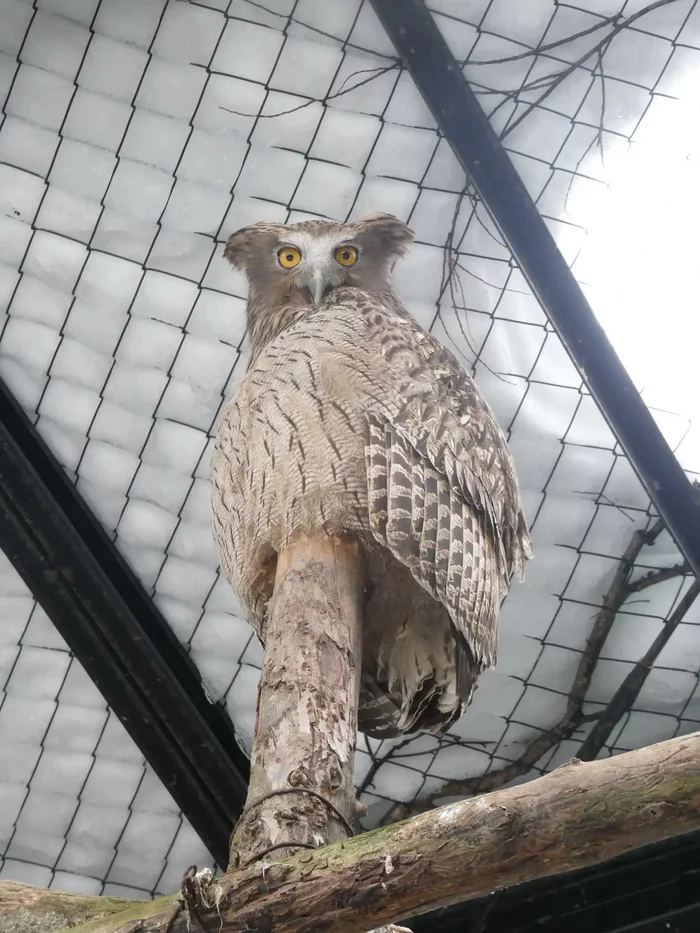 Who are you? I don't know you! - Owl, Predator birds, Zoo, Hokkaido, Japan, Wild animals, Birds, Positive, Longpost, Owl, Fish owl, 