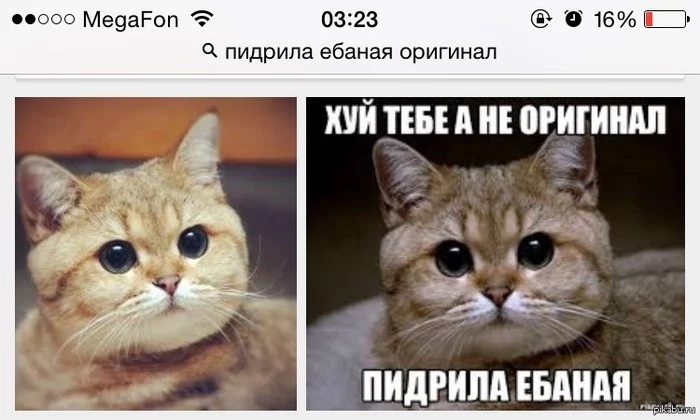 I decided to find the original... - , Mat, Humor, Memes, Picture with text, cat