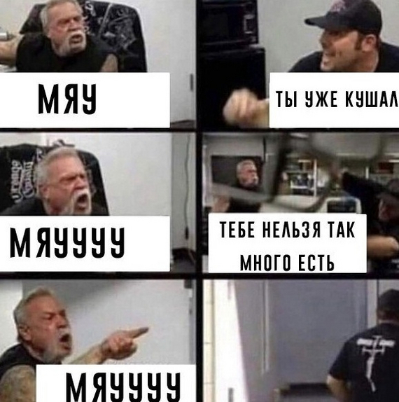 Типичный кот - Кот, Мемы, American chopper, Картинка с текстом, Обжорство, Юмор, 