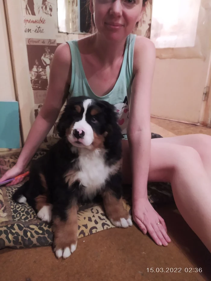 Our new life partner - My, Dog, Bernese mountain dog, Longpost, 