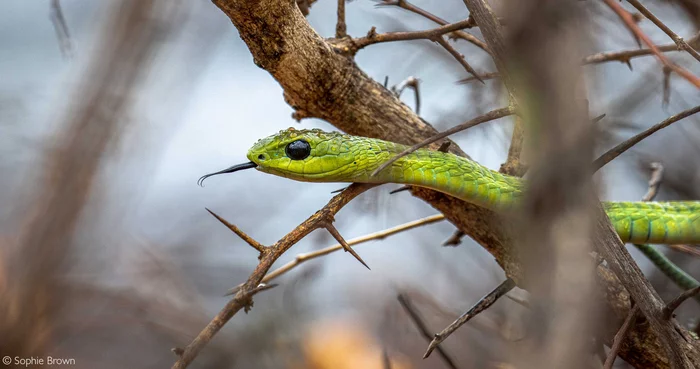 Male boomslang after a downpour - Snake, Reptiles, Wild animals, wildlife, Kruger National Park, South Africa, The photo, 