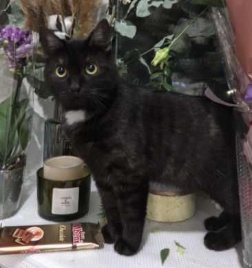 Ласковый и спокойный кот срочно ищет хороших хозяев