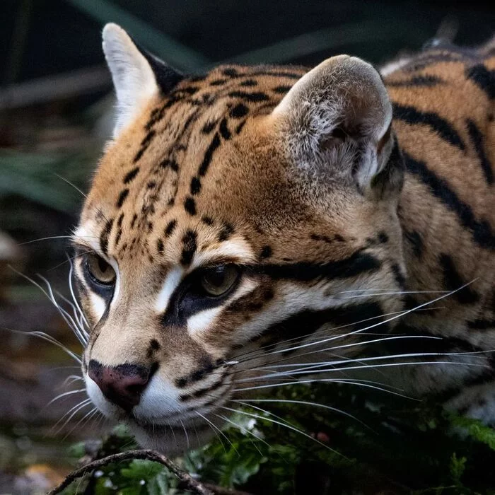 Ocelot - Ocelot, Small cats, Cat family, Predatory animals, Wild animals, Zoo, The photo, 