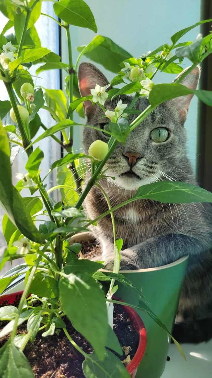 Spring cats in the feed! - My, cat, The sun, Spring, Positive, 