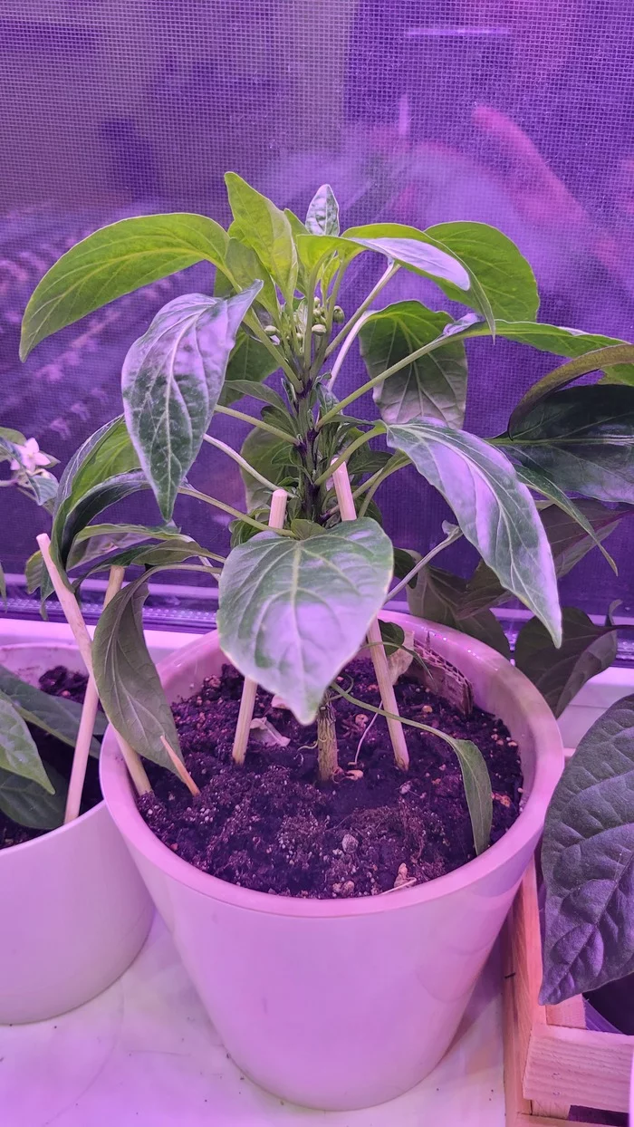 The first experience of the pepper grower. Need advice from experienced window gardeners) - My, Garden, Pepper farming, Pepper, Plants, Longpost, 