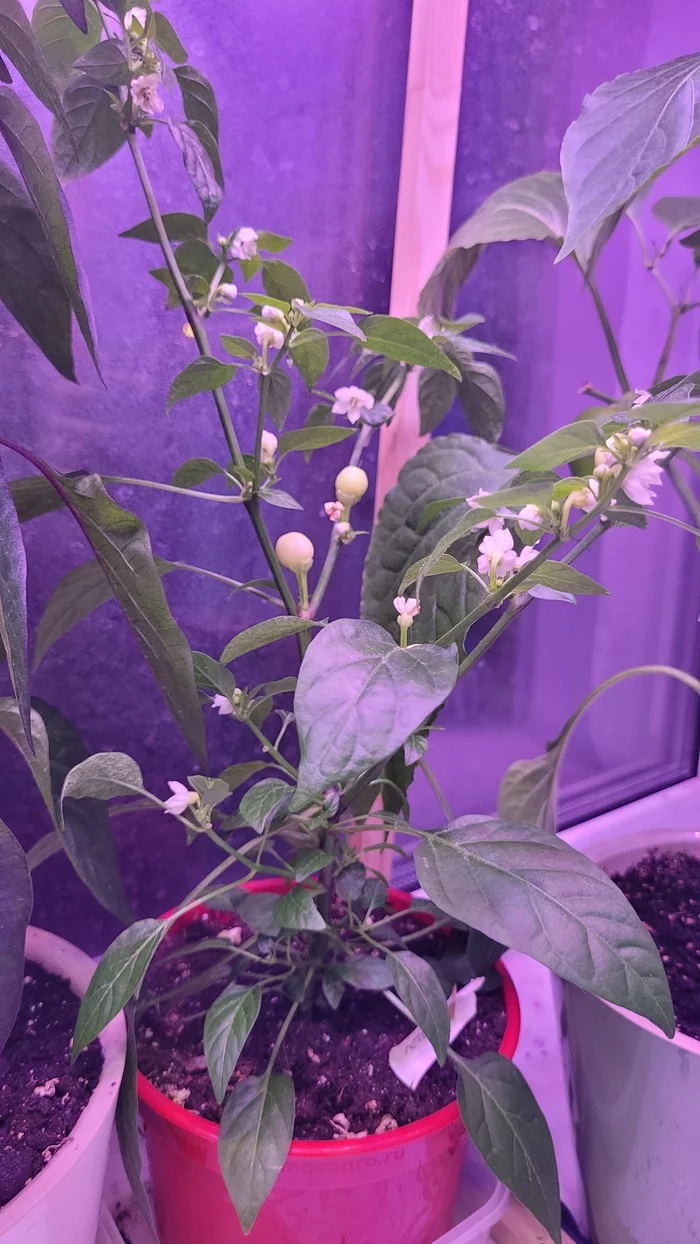 The first experience of the pepper grower. Need advice from experienced window gardeners) - My, Garden, Pepper farming, Pepper, Plants, Longpost, 