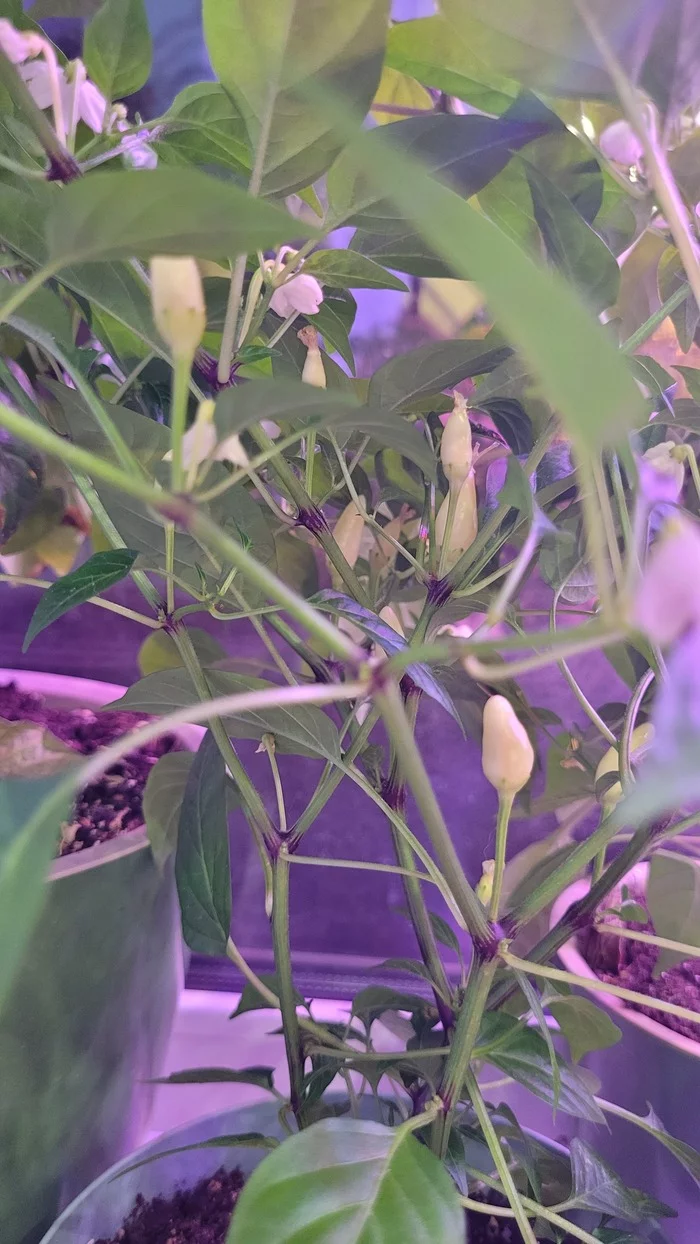 The first experience of the pepper grower. Need advice from experienced window gardeners) - My, Garden, Pepper farming, Pepper, Plants, Longpost, 