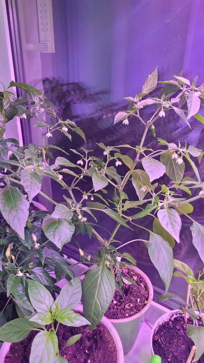 The first experience of the pepper grower. Need advice from experienced window gardeners) - My, Garden, Pepper farming, Pepper, Plants, Longpost, 