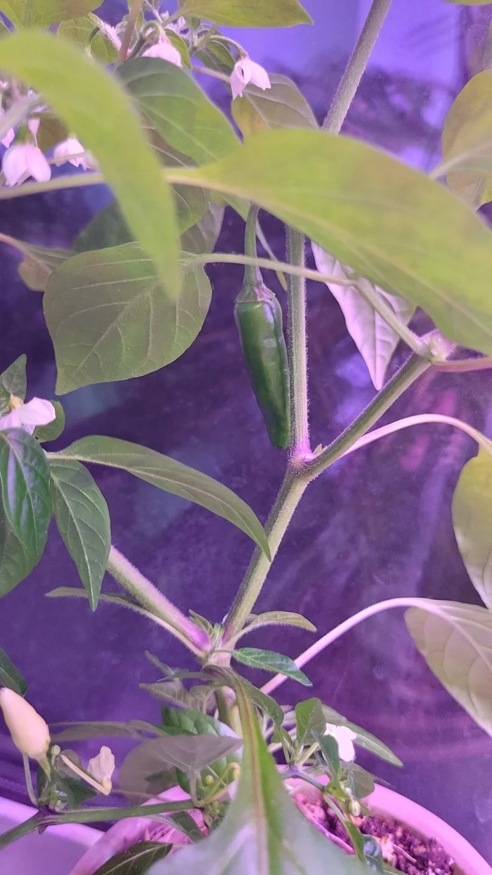 The first experience of the pepper grower. Need advice from experienced window gardeners) - My, Garden, Pepper farming, Pepper, Plants, Longpost, 