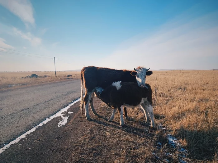 Picnic on the side of the road - My, Cow, Animals, Dinner, Mobile photography