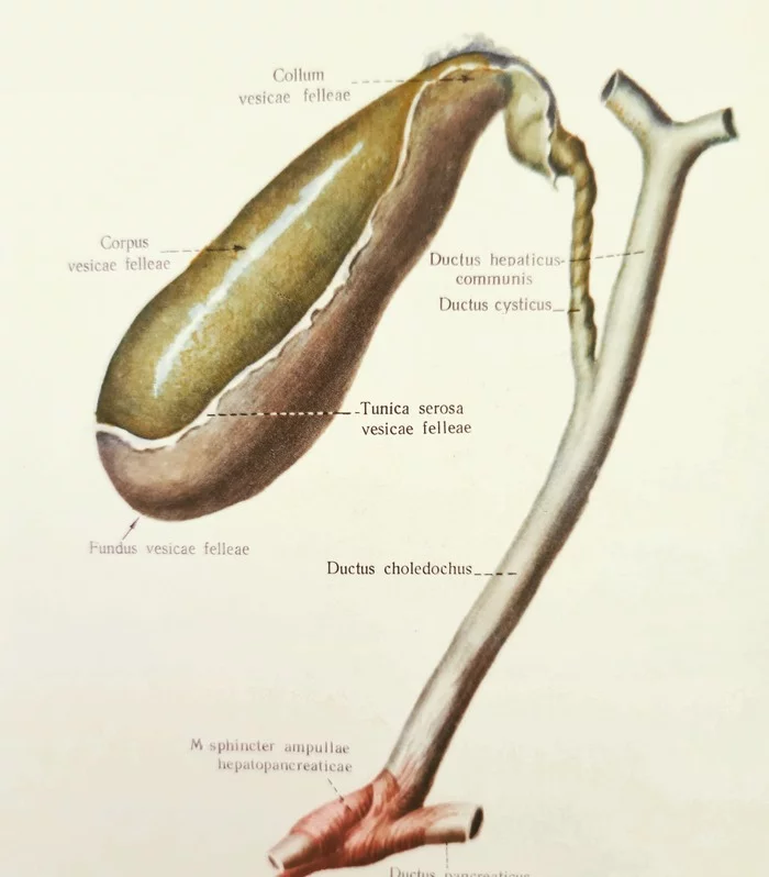 Gall Man - My, The medicine, Informative, Nauchpop, Anatomy, Physiology, 