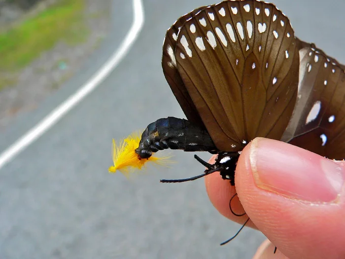 Koremata: Hairy tentacles. A special strange organ of butterflies the size of a butterfly itself. Why is it needed? - Butterfly, Insects, Animal book, Yandex Zen, GIF, Longpost, 