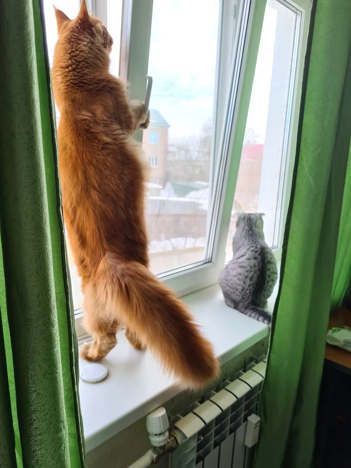 And we smell like spring outside the window... - My, cat, Scottish lop-eared, Maine Coon, Window, The photo, Mobile photography, Longpost, 