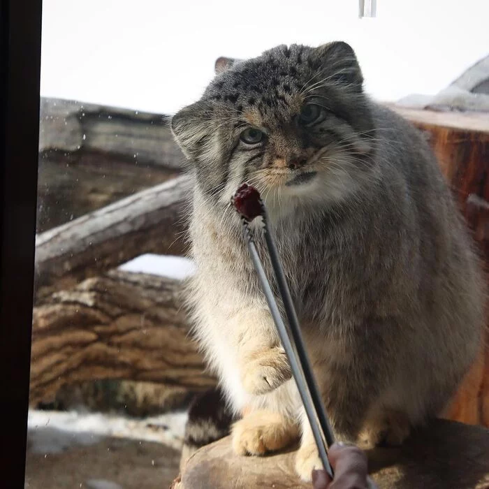 If your hands and fingers are dear to you, then feed the manula while maintaining a distance) - Fluffy, Cat family, Wild animals, Rare view, Predatory animals, Small cats, Pallas' cat, Pet the cat, Japan, Zoo, Red Book, Positive, 