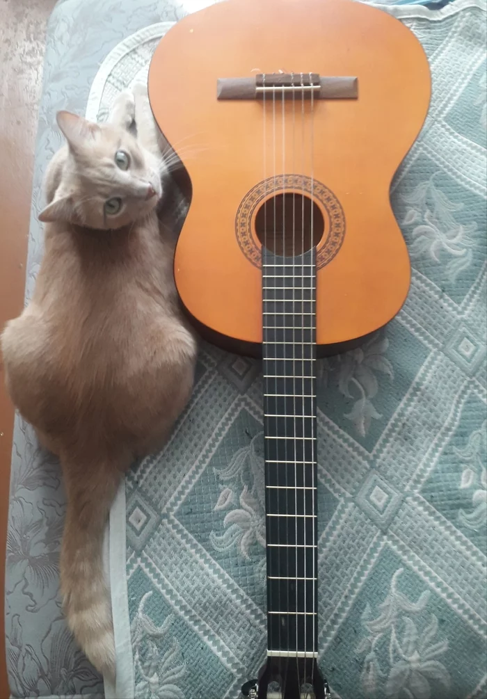 Cat and guitar - My, cat, Guitar, The photo, 