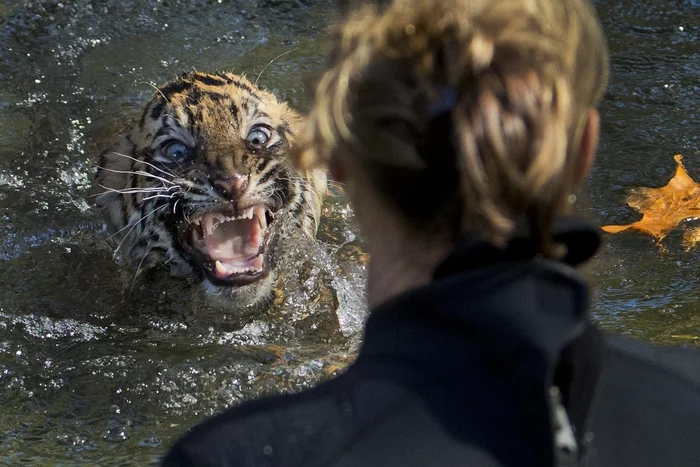 Dissatisfied and very angry - Tiger, Zoo, Big cats, Cat family, Wild animals, Predatory animals, Washington, USA, 