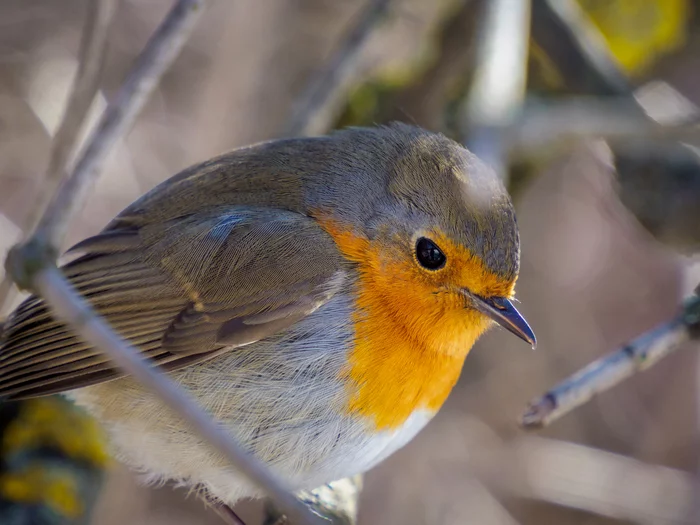 Fashion model - My, The photo, Birds, The nature of Russia, Robin, Longpost, 