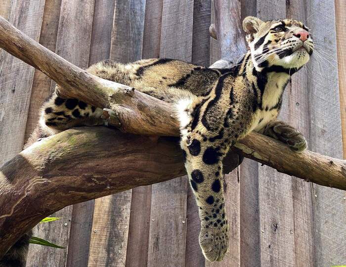 And I'm comfortable here. - Clouded leopard, Big cats, Cat family, Wild animals, Wild cat center, Predatory animals, Species conservation, Australia, 