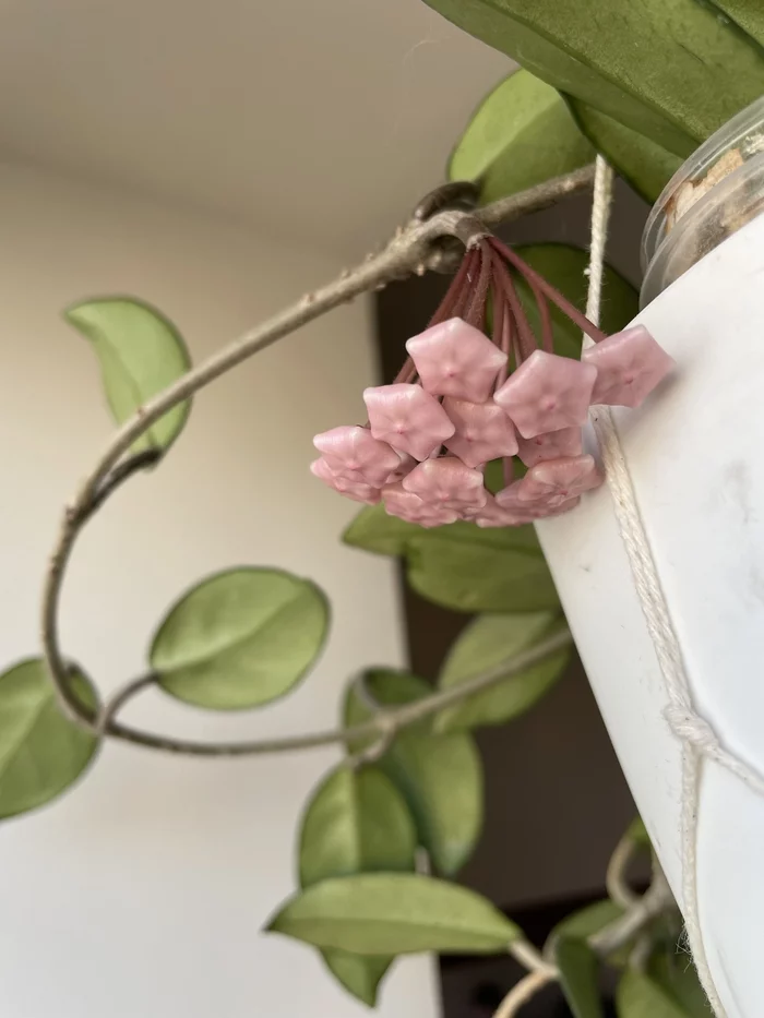 Hoya blossom - My, Hoya, Houseplants, Bloom, Joy, Longpost, 