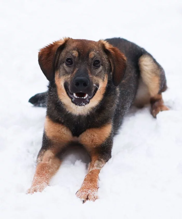 Without rating.Moscow.Pushkino.Dog in search of a house - My, In good hands, Dog, Helping animals, No rating, Moscow, Pushkino, Moscow region, Homeless animals, Longpost, 