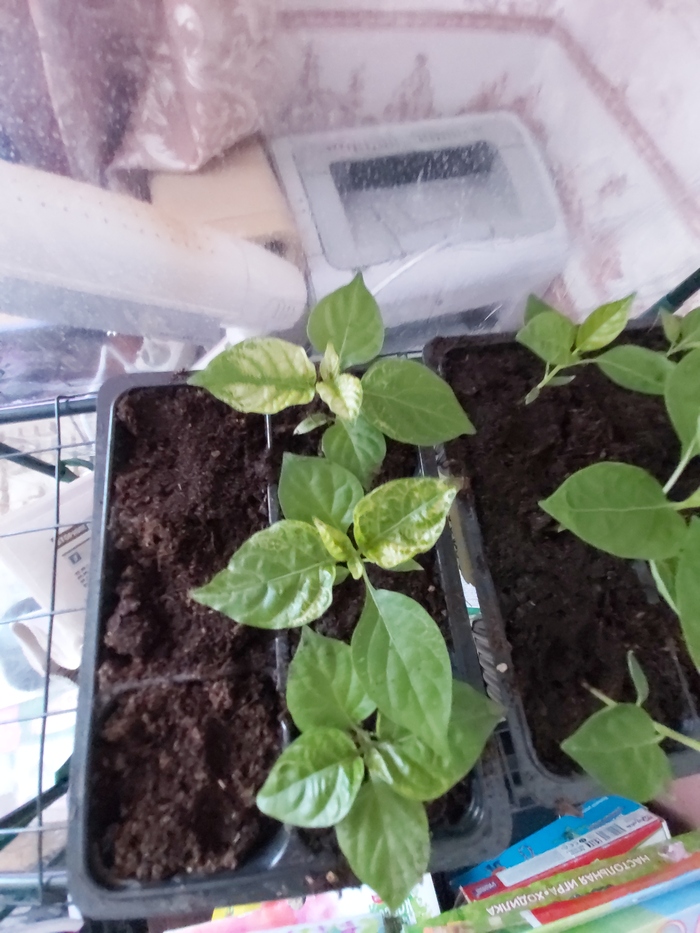 Подскажите, почему желтеют листья