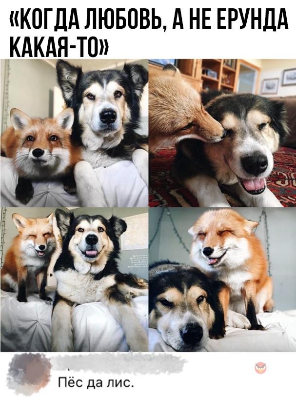 Dog da fox - Animals, Fox, Pun, Dog, friendship, Vulgarity, Subtle humor, Humor, Плагиат, 