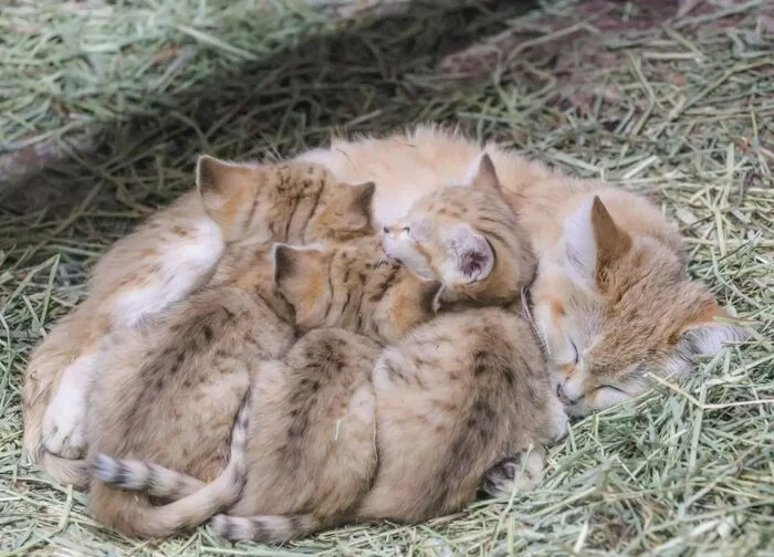 Everyday life of a young mother - Sand cat, Cat family, Wild animals, Predatory animals, Small cats, Japan, Zoo, Kittens, Interesting, Positive, Video, Soundless, Longpost, 