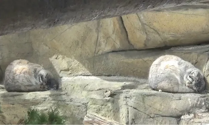 Manuly rest - Fluffy, Cat family, Wild animals, Rare view, Predatory animals, Small cats, Pallas' cat, Pet the cat, Japan, Zoo, Red Book, Positive, 