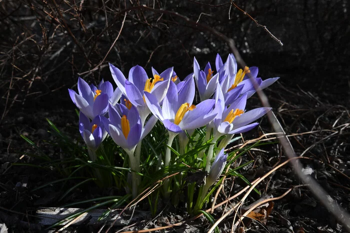 The First Heralds of Spring - My, Spring, Nature, Flowers, Stockholm, The photo, Longpost, 
