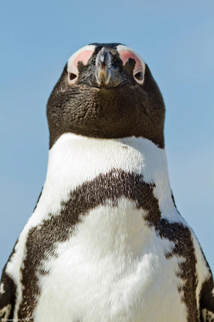 Looking down on - Penguins, Birds, Wild animals, wildlife, South Africa, The photo, Spectacled Penguin, , Rare view