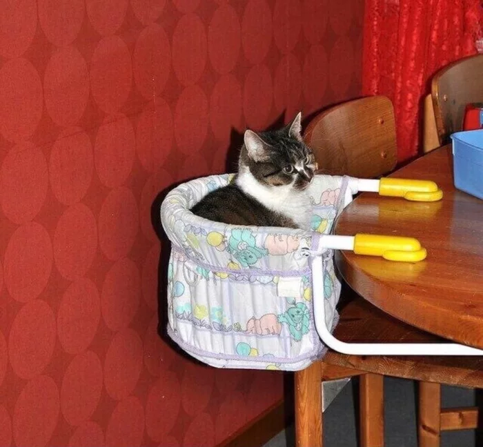 When the cat is a member of the family and he is taken even to a restaurant - cat, Table, Dinner, Milota, 