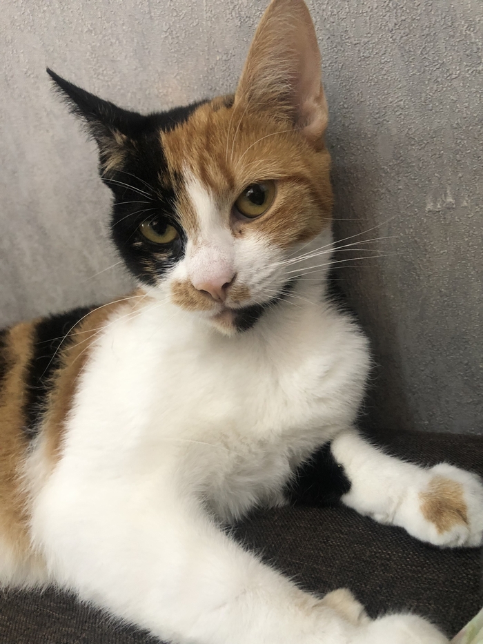 Ну раз не запостил кота -не пикабушник ,будем исправлять )