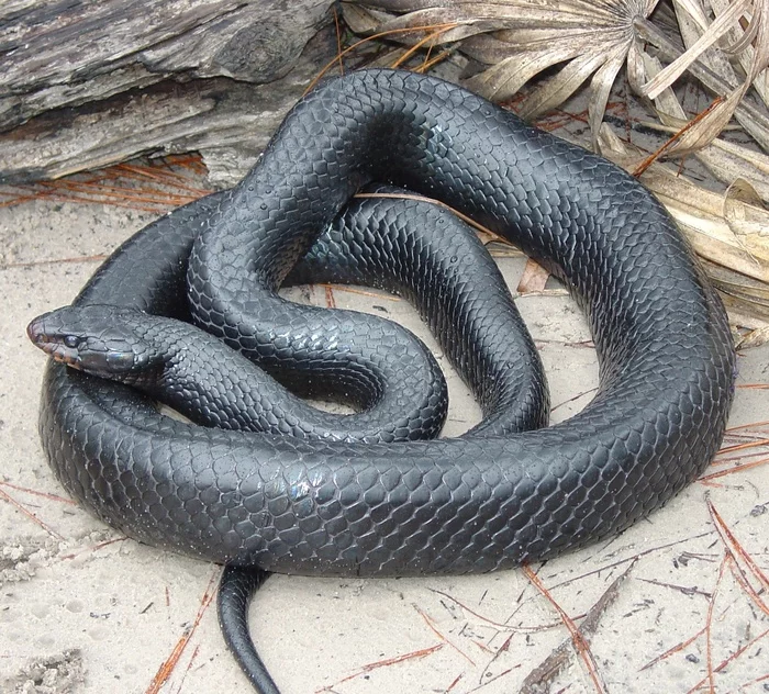The snake that was considered extinct was met for the second time in 60 years - Snake, Reptiles, Wild animals, Rare view, Interesting, Alabama, USA, 