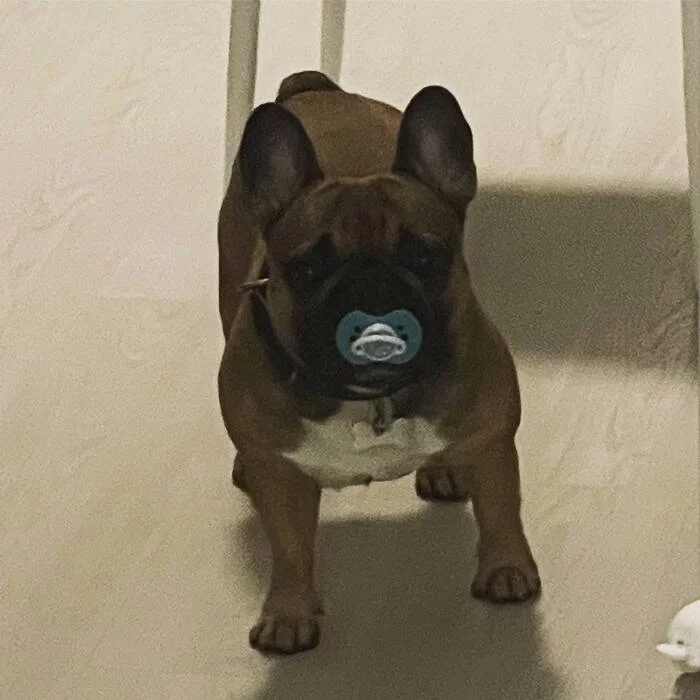 Just a dog with a pacifier, nothing out of the ordinary - My, Milota, Dog, Pacifier, Humor, 