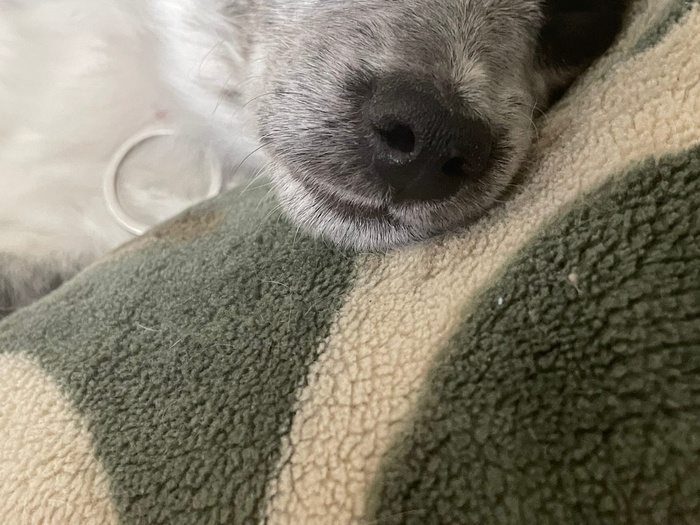 ������ ������