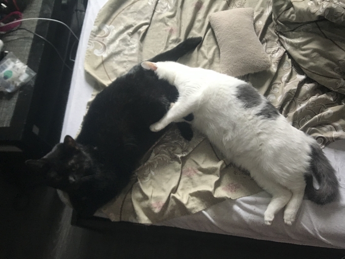 Вот вам утренних котиков)