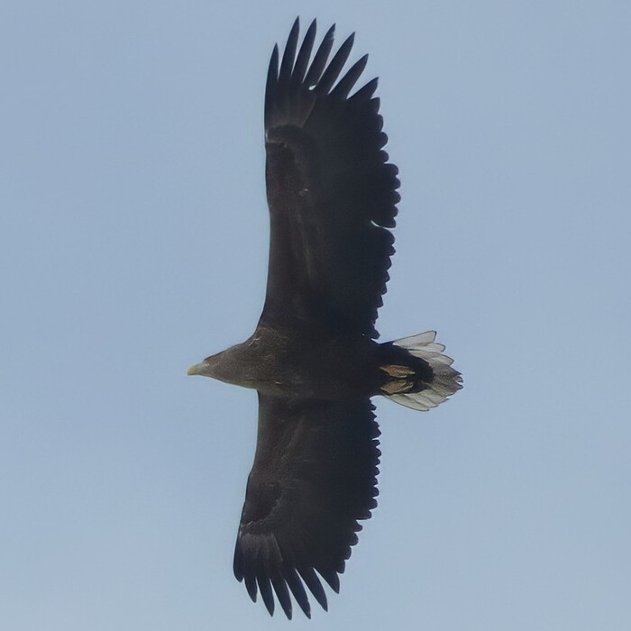 Орлан-Белохвост