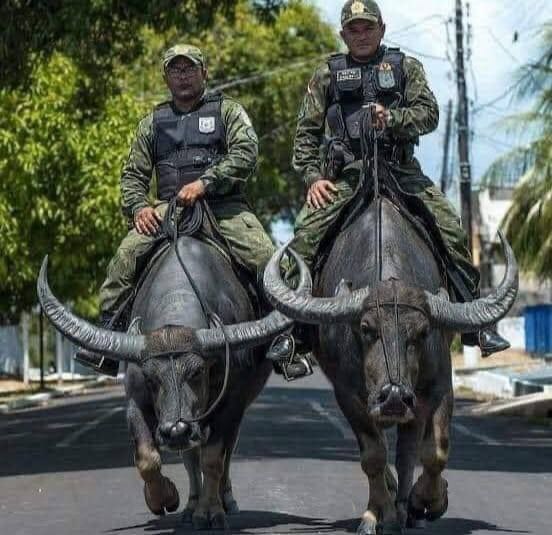 Thai cavalry - Thailand, Army, Buffalo, Cavalry, Mobile photography, Military, , Repeat, Brazil