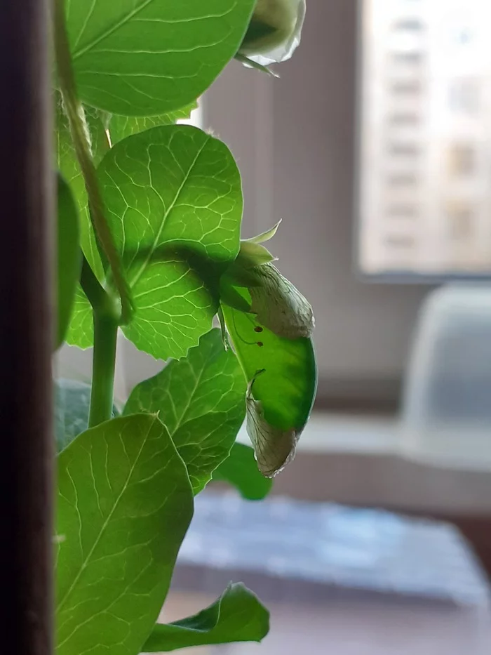 Cunning peas - My, Plants, Houseplants, Microgreens, Peas, Vegetable garden on the windowsill, 