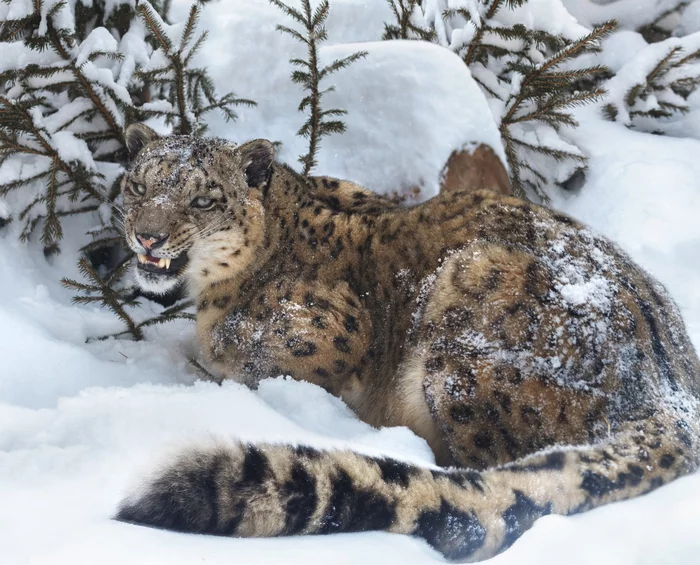 Snow Leopard - Snow Leopard, The photo, Bogdanov Oleg, Big cats, Predatory animals, Wild animals, The national geographic, Fluffy, Cat family, 