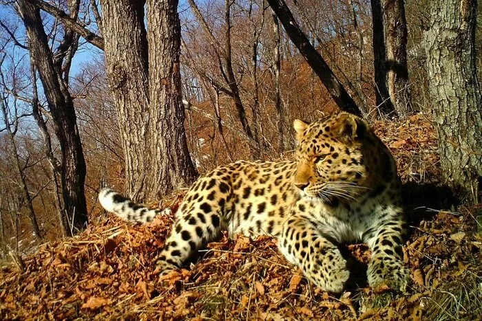 В Уссурийском заповеднике за леопардами будут наблюдать фотоловушки - Леопард, Дальневосточный леопард, Семейство кошачьих, Хищные животные, Дикие животные, Редкий вид, Красная книга, Национальный парк, Заповедники и заказники, Земля Леопарда, Фотоловушка, Интересное, Позитив, Большие кошки, Уссурийск, Росприроднадзор, Видео, YouTube, Длиннопост, 