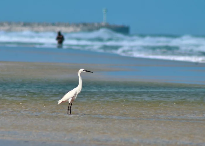 Expectation - My, The photo, Nature, Birds, Sea, Heron, Egret, 